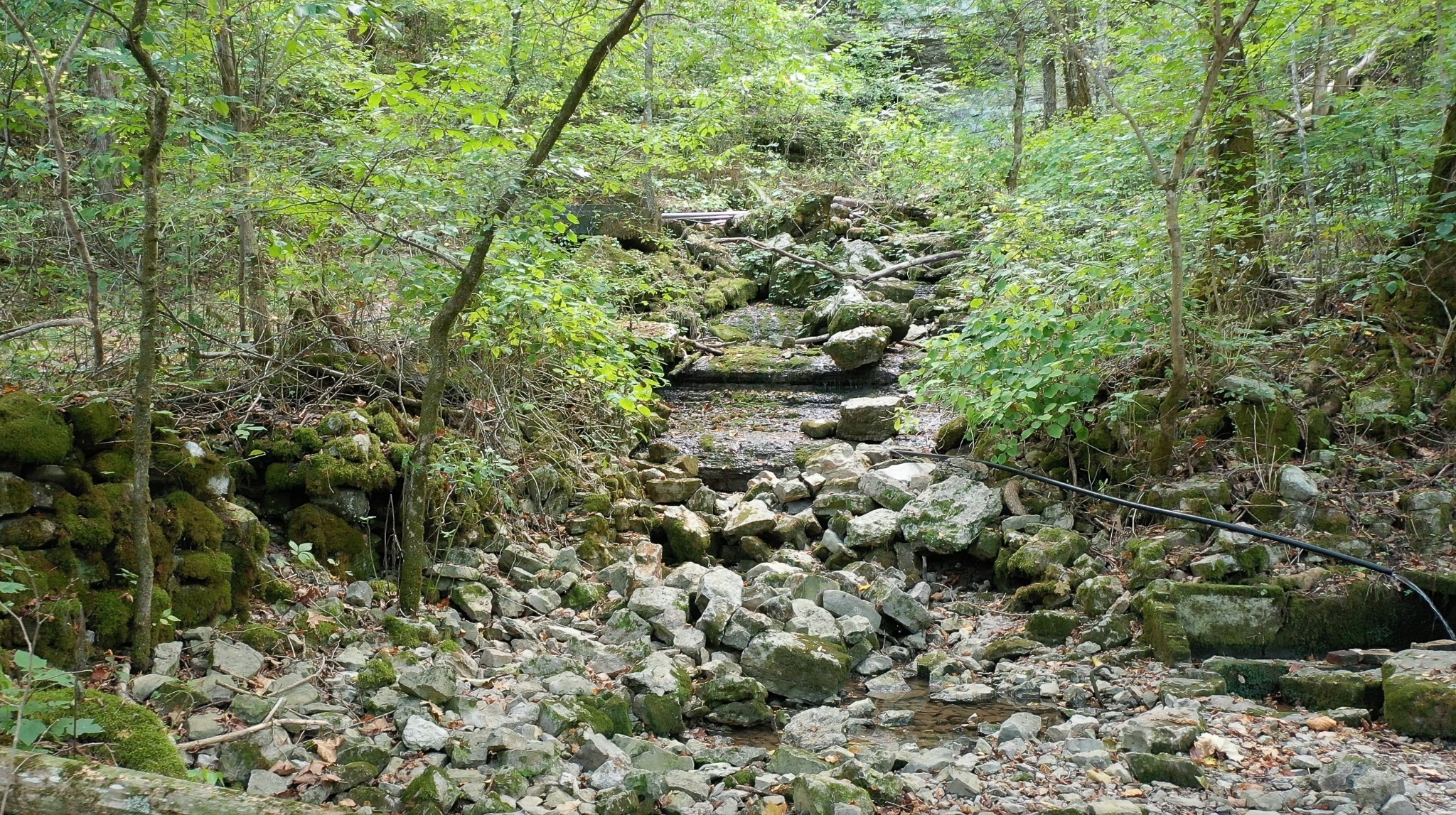 7659 Burks Road Christiana, TN 37037 - Photo 31 of 32 a view of a forest with a tree