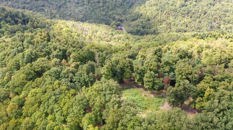 a view of a yard with a plant