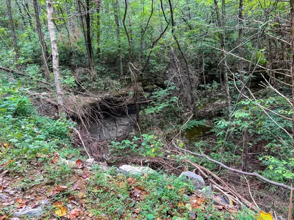 a backyard of a house with lots of green space and trees all around