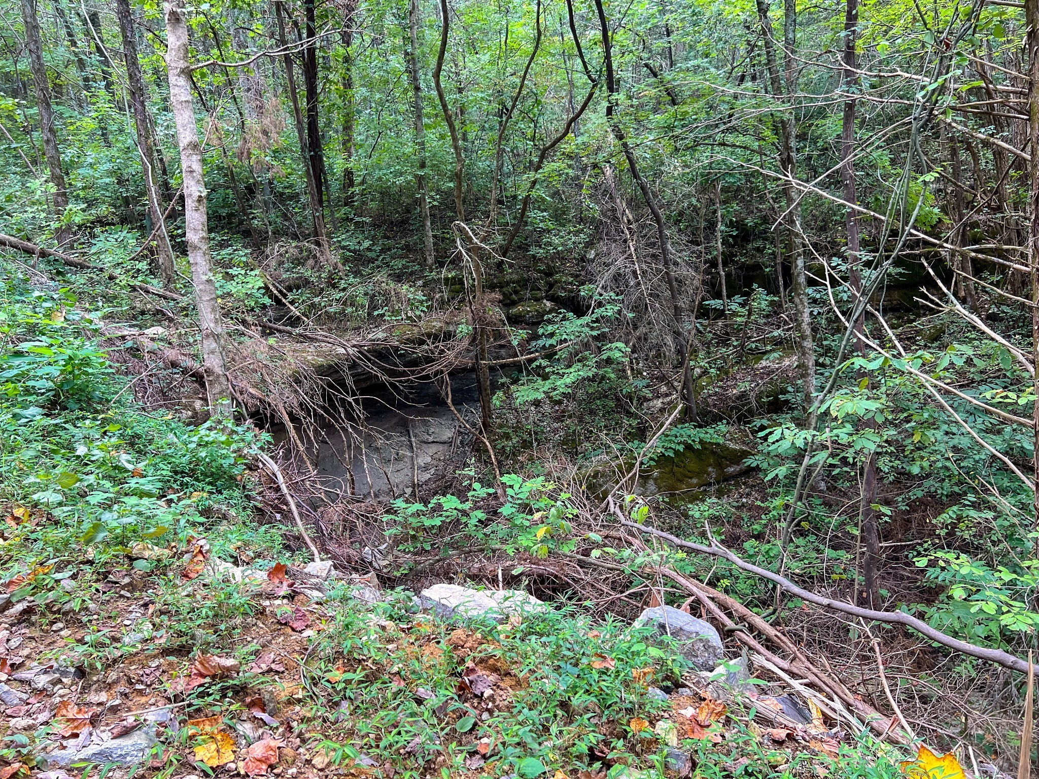 7659 Burks Road Christiana, TN 37037 - Photo 6 of 32 a backyard of a house with lots of green space and trees all around