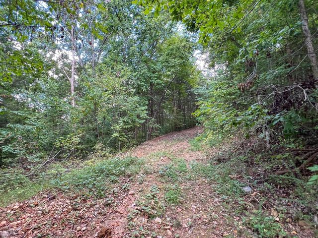 a view of a forest with trees in the background