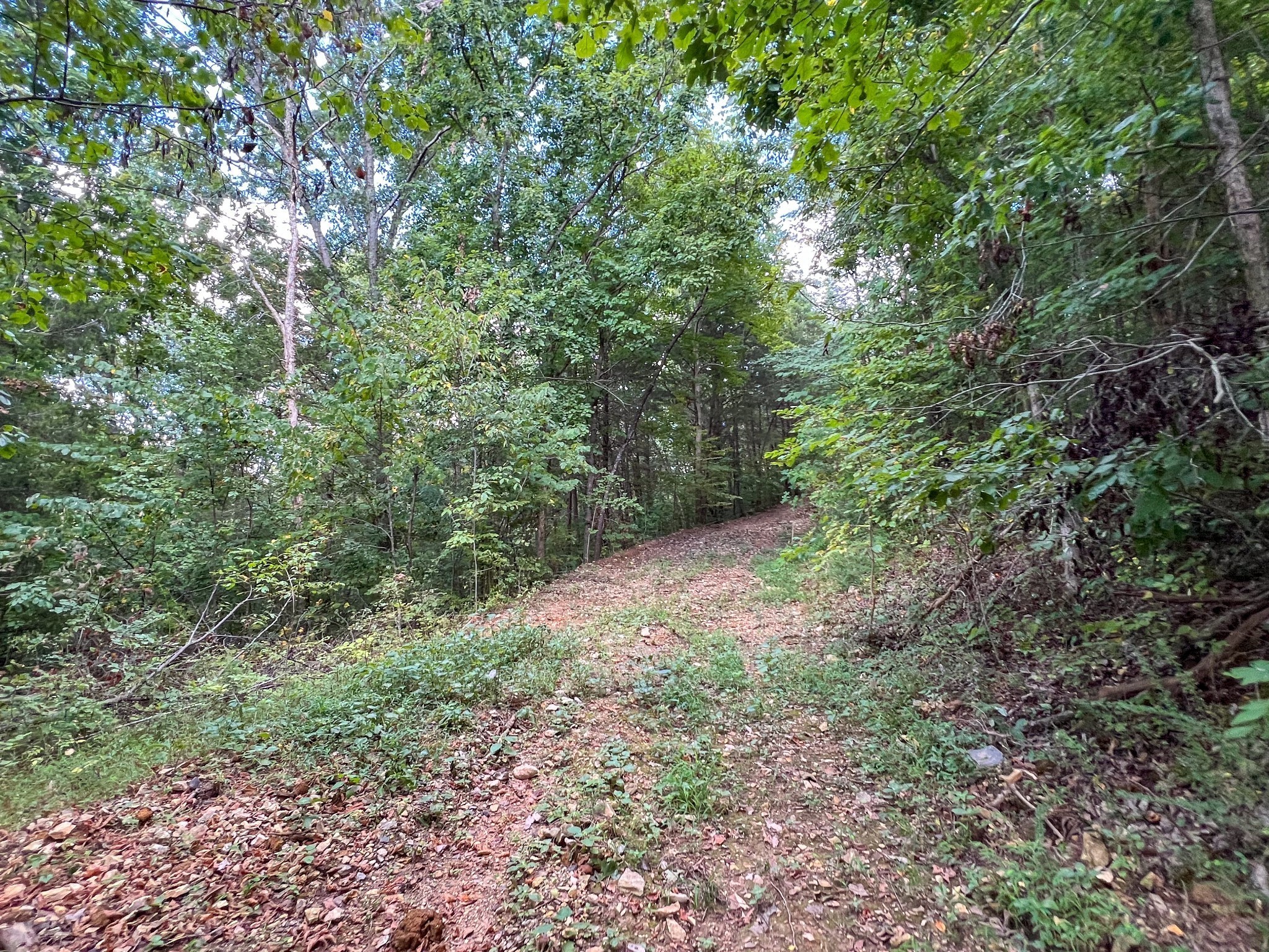 7659 Burks Road Christiana, TN 37037 - Photo 9 of 32 a view of a forest with trees in the background