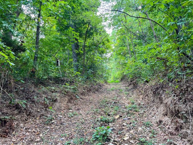 a view of a yard with a tree