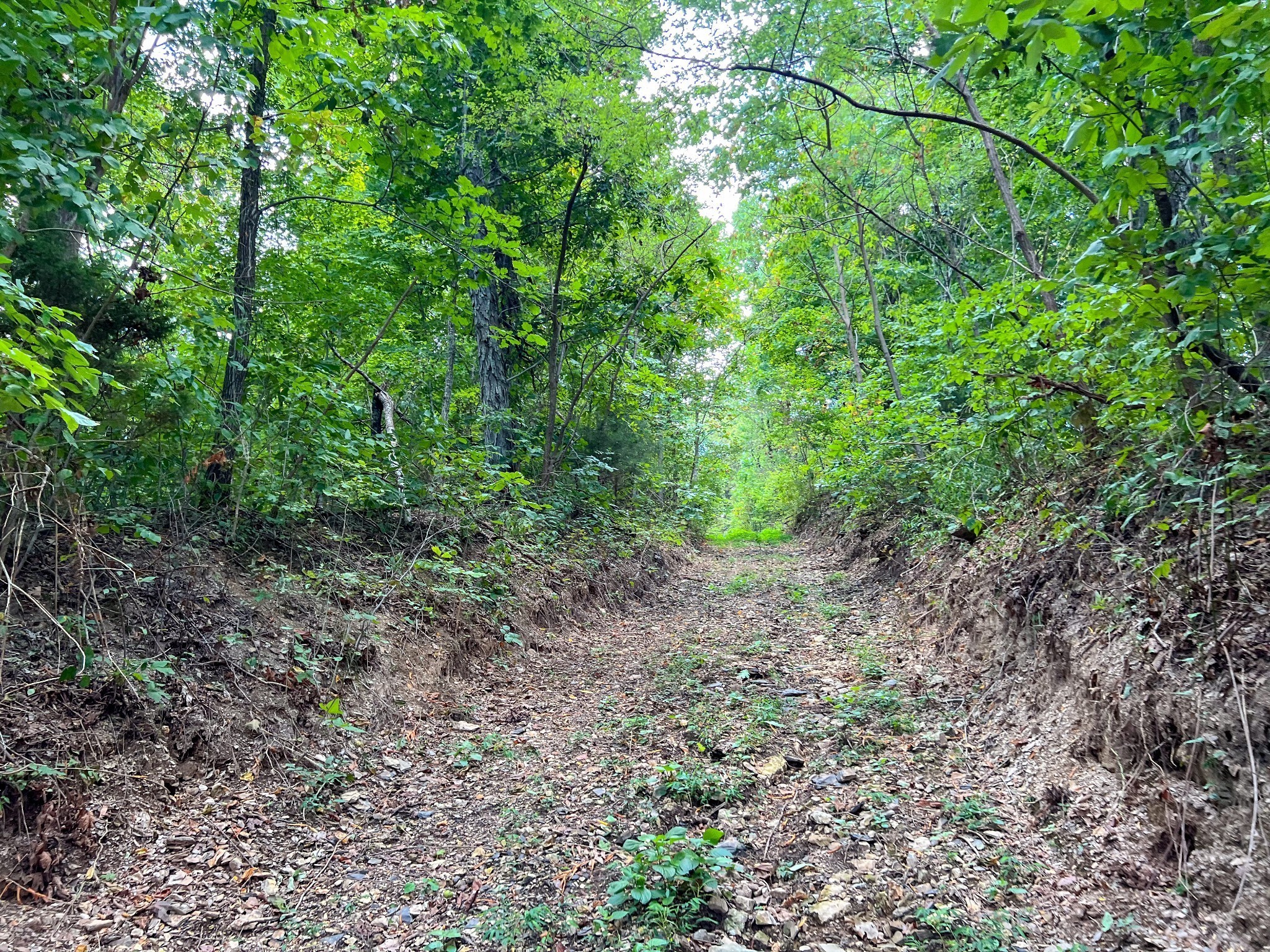7659 Burks Road Christiana, TN 37037 - Photo 10 of 32 a view of a yard with a tree
