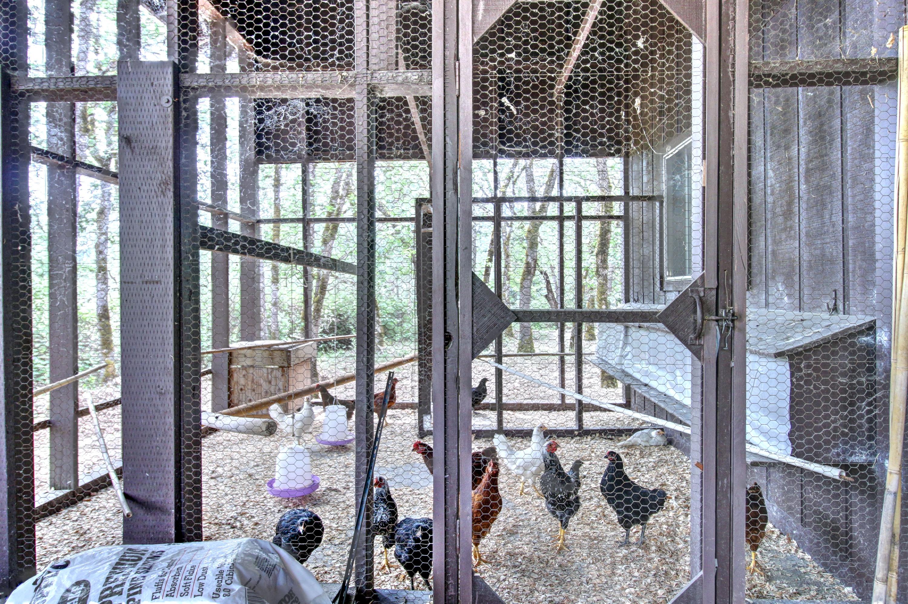 100 Springbrook Drive Grants Pass, OR 97527 - Photo 49 of 57 Chickens!