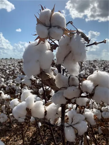 $725,000 | 12485 Sandy Point Road, Bryan, TX 77807