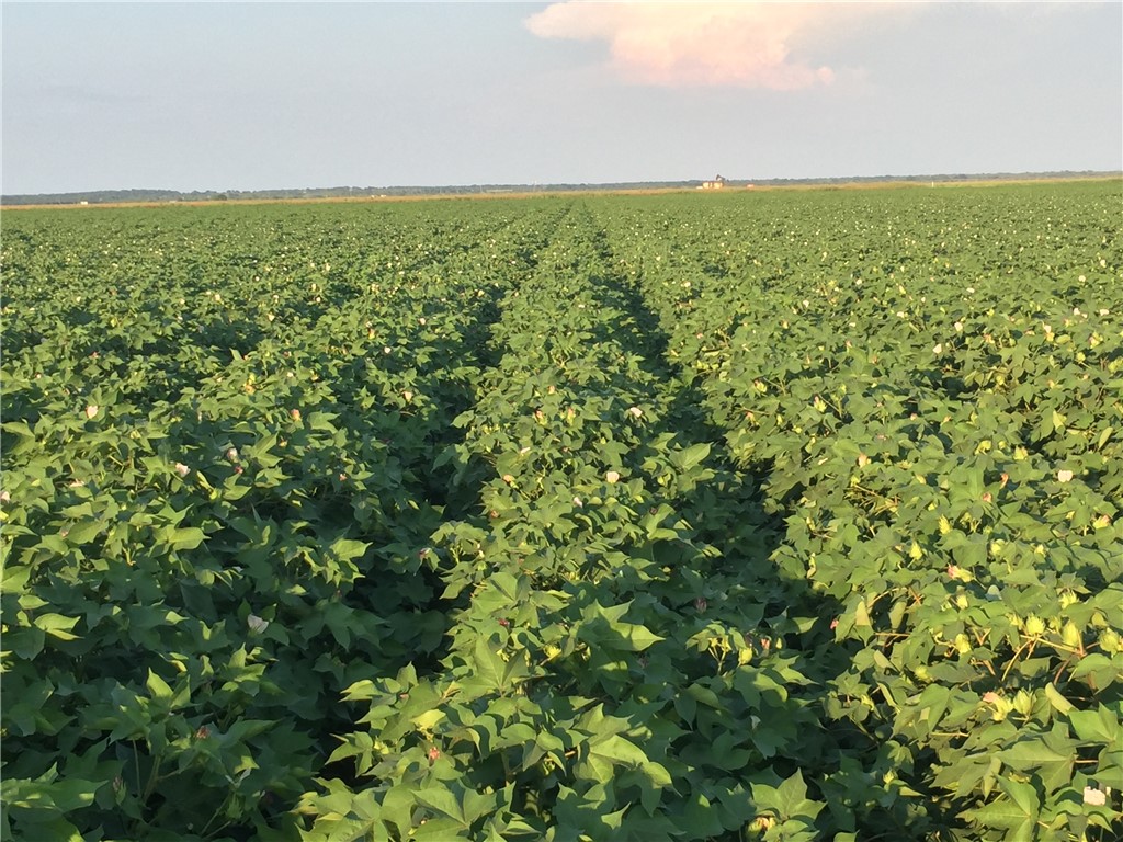 12485 Sandy Point Road Bryan, TX 77807 - Photo 2 of 14 a view of a green field with lots of bushes