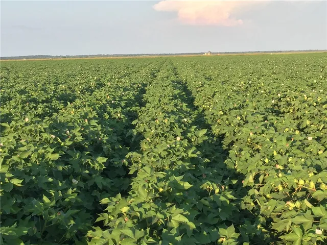 $725,000 | 12485 Sandy Point Road, Bryan, TX 77807