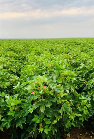 $725,000 | 12485 Sandy Point Road, Bryan, TX 77807