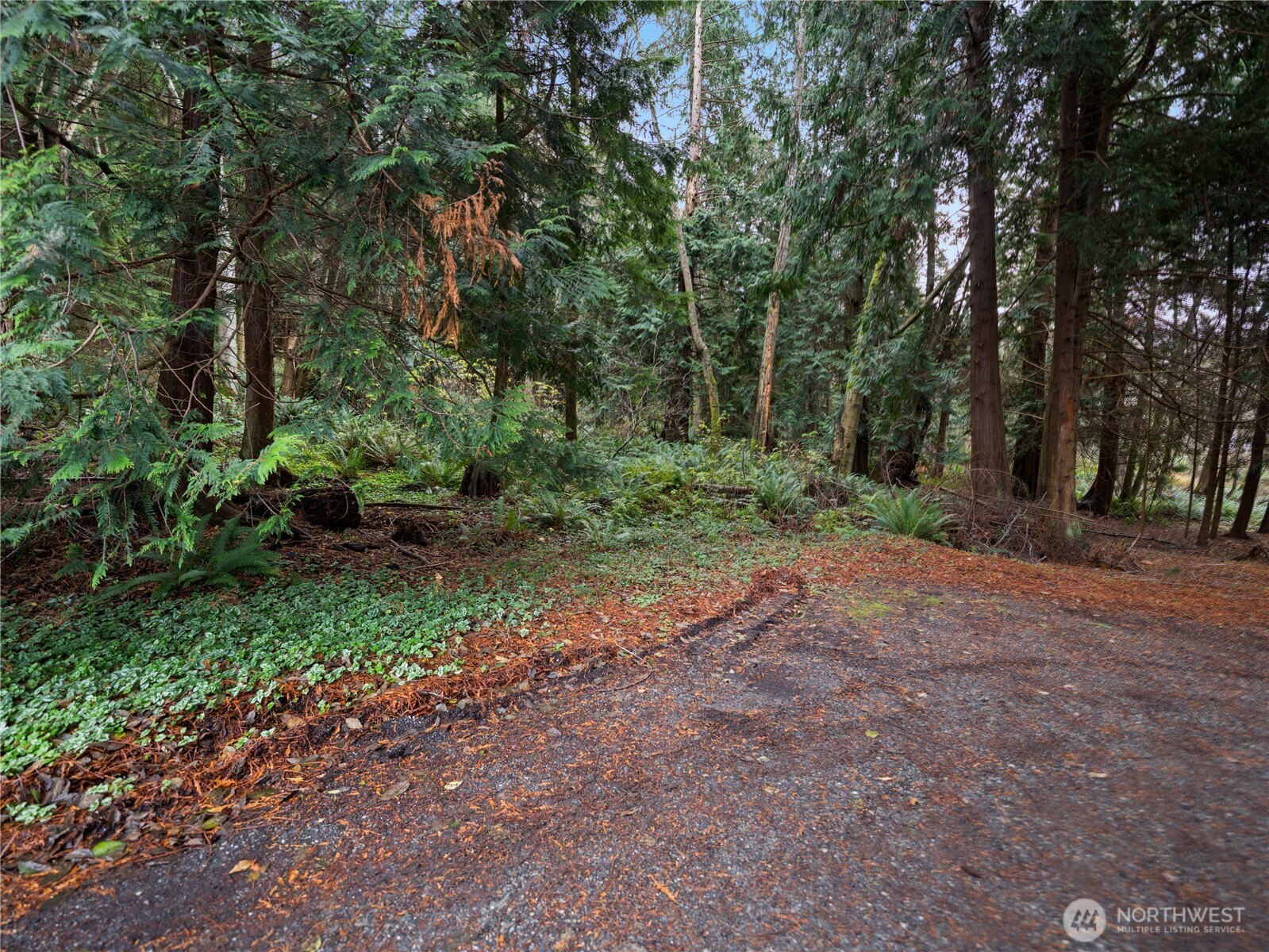 -nhn Anaco Beach Road Anacortes, WA 98221 - Photo 10 of 12 a view of a forest with trees in the background