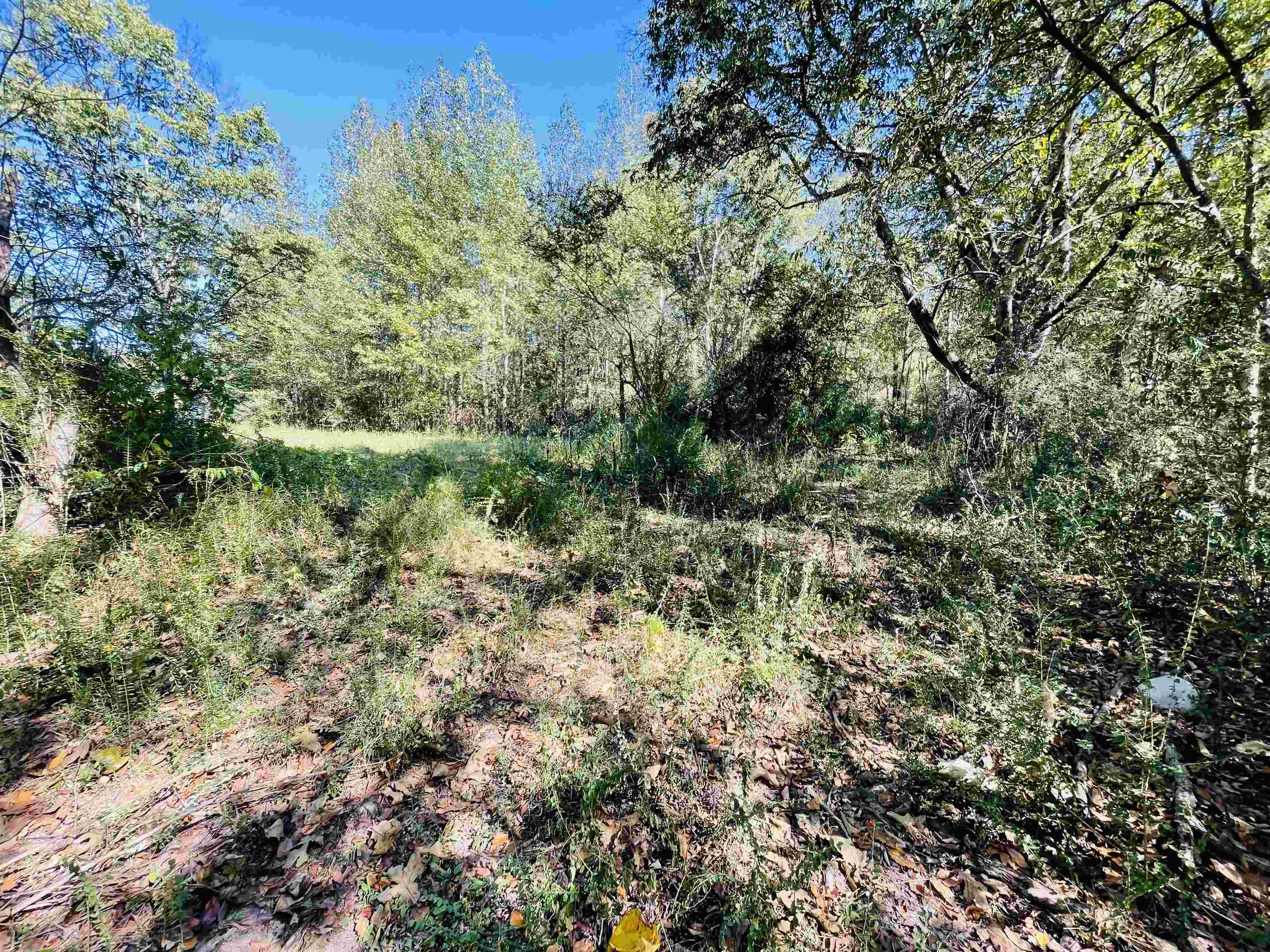 6490 Highway 226 Savannah, TN 38372 - Photo 25 of 38 a view of a lush green forest with large trees