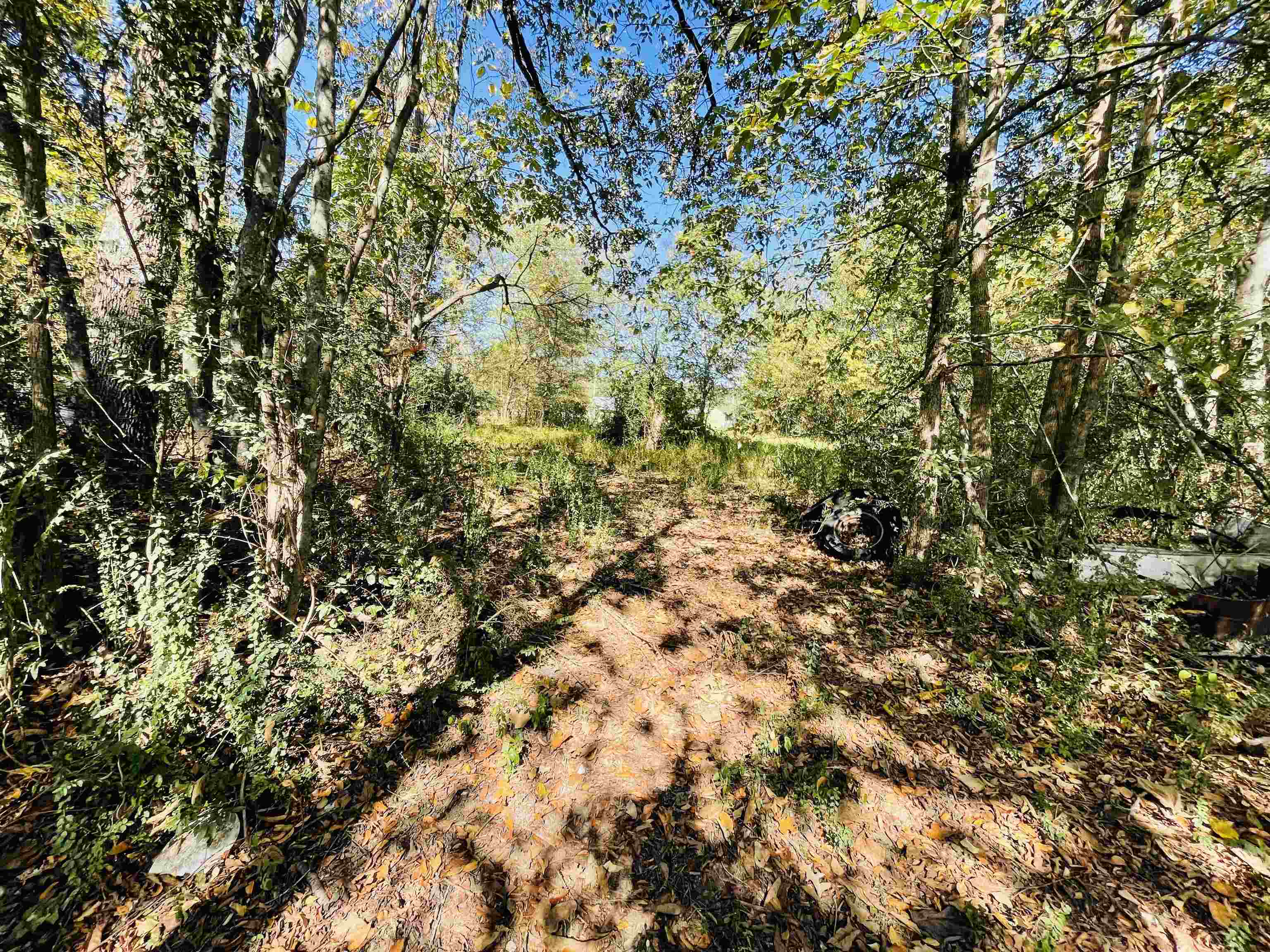 6490 Highway 226 Savannah, TN 38372 - Photo 27 of 38 a view of a yard
