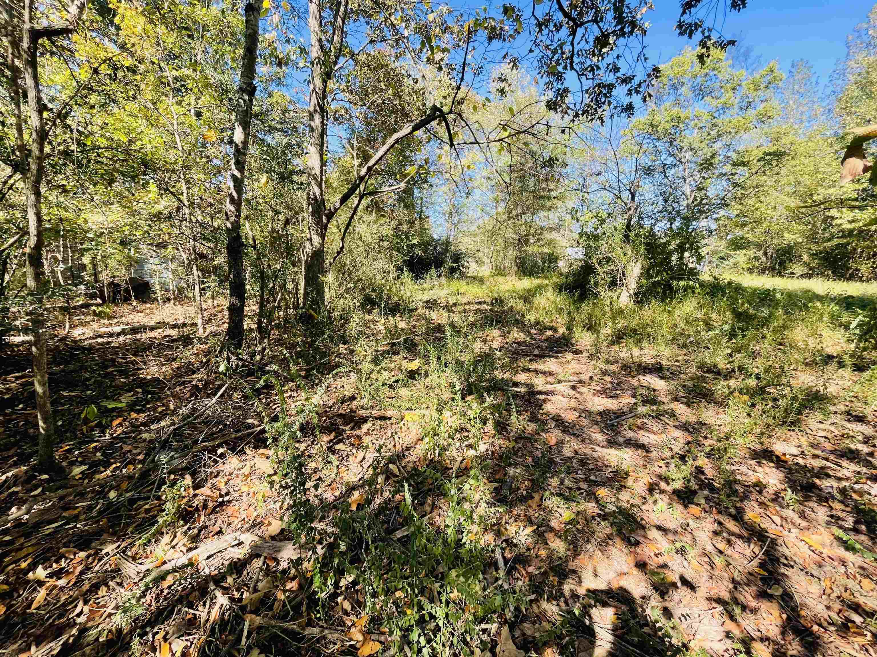 6490 Highway 226 Savannah, TN 38372 - Photo 30 of 38 a view of a yard with a tree