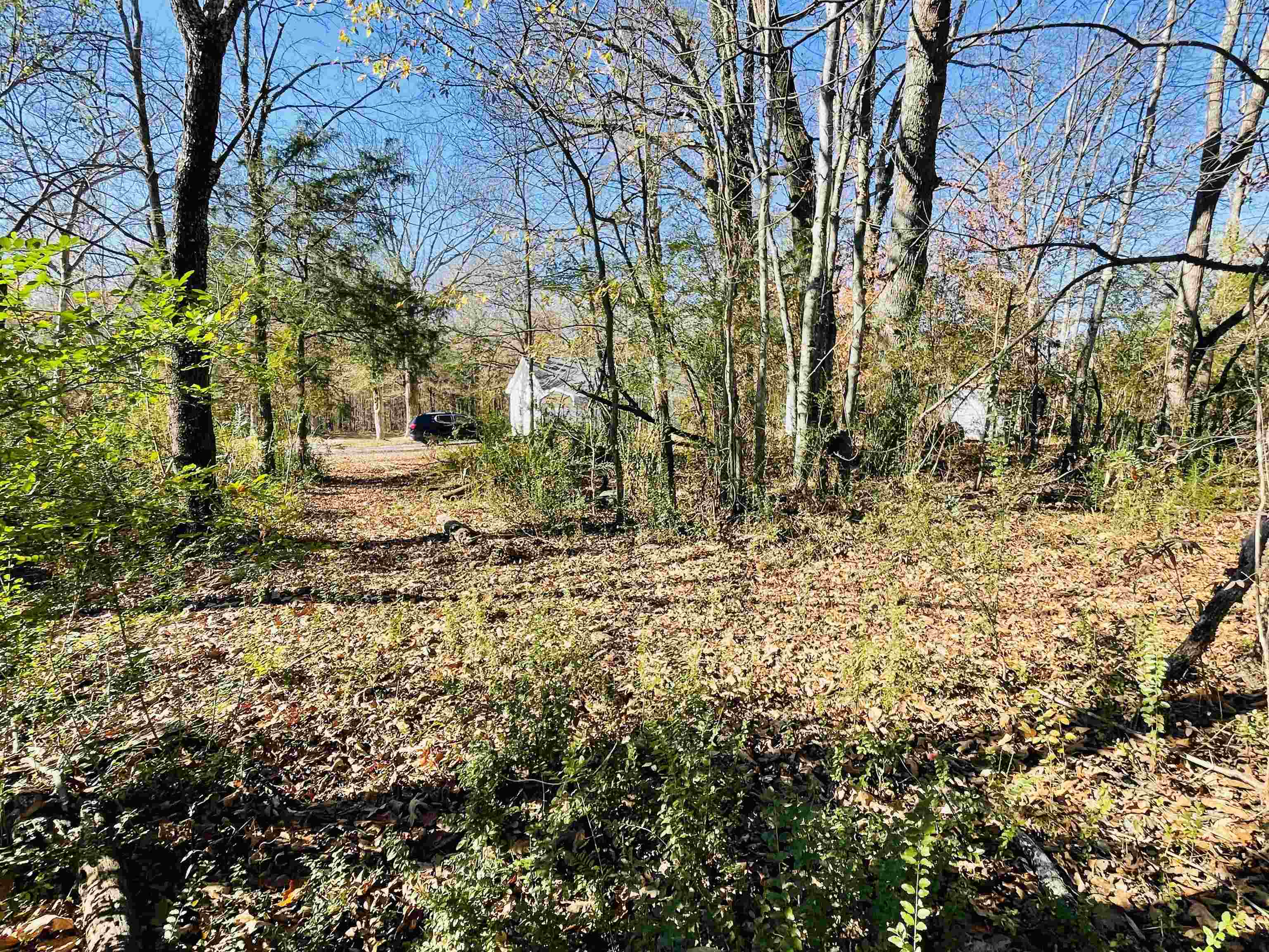 6490 Highway 226 Savannah, TN 38372 - Photo 31 of 38 a view of outdoor space yard and tree