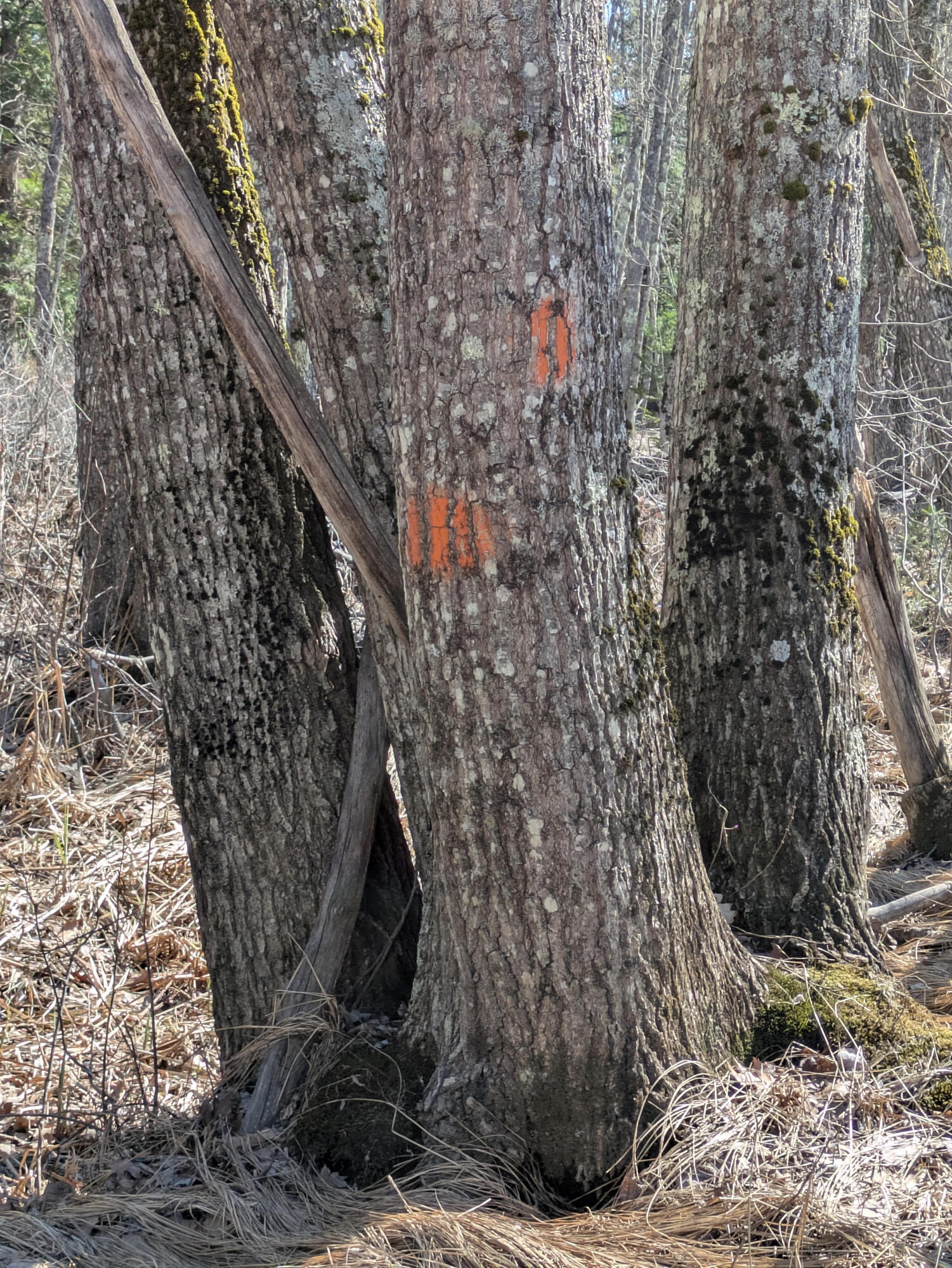 6 New Meadow Road Stow, ME 04037 - Photo 10 of 13 All Boundaries marked