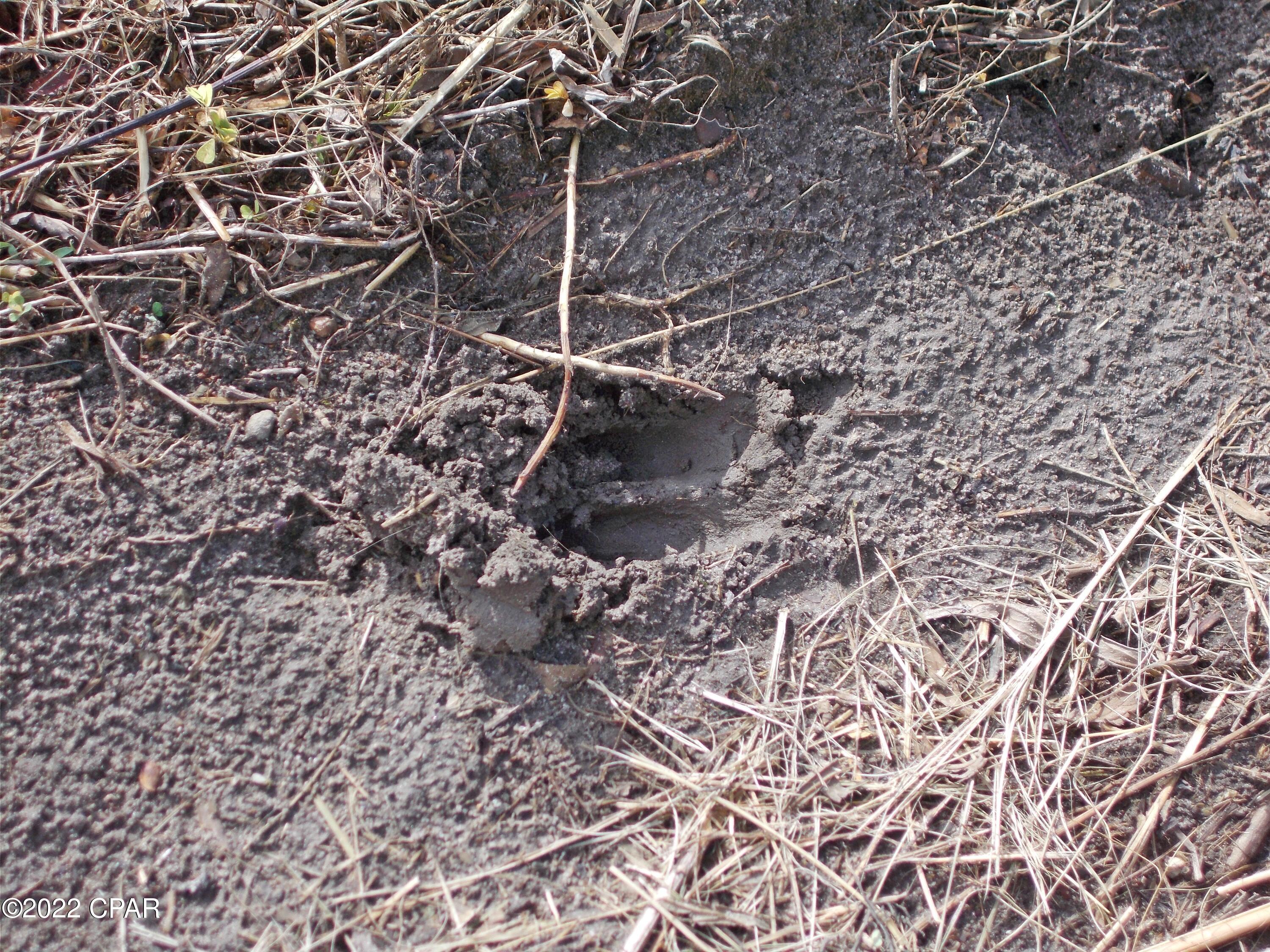 0 Perry Road Cottondale, FL 32431 - Photo 8 of 17