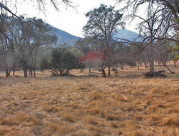 40396 Dunlap Road Dunlap, CA 93621 - Photo 39 of 50 Gallery Image 39