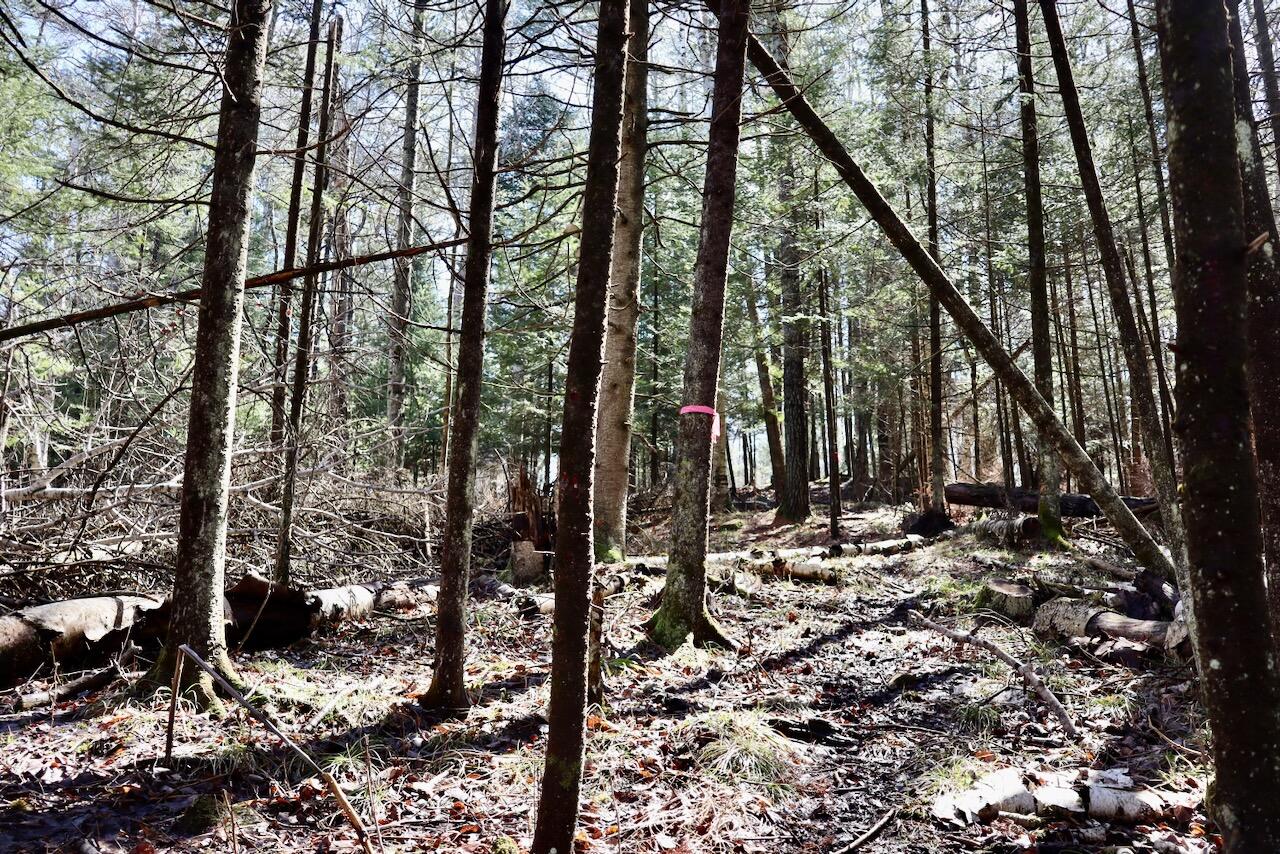 1697 Wildwood Road Sterling, MI 48659 - Photo 69 of 85 IMG_2151