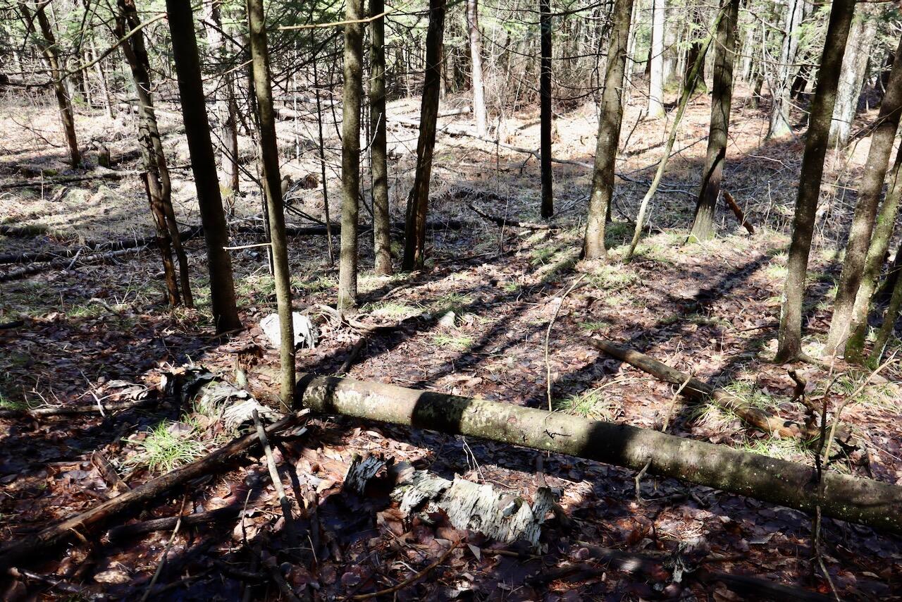 1697 Wildwood Road Sterling, MI 48659 - Photo 78 of 85 IMG_2166