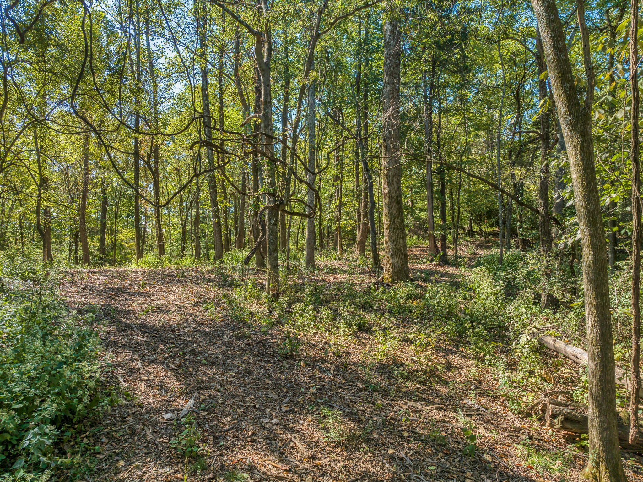 8387 Collins Road Nashville, TN 37221 - Photo 14 of 30 Gallery Image 14