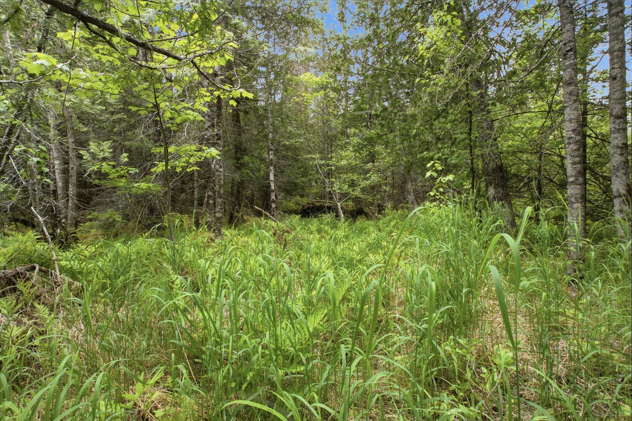 0 Kennebec Road Machiasport, ME 04655 - Photo 6 of 10 00KennebecRoad_005