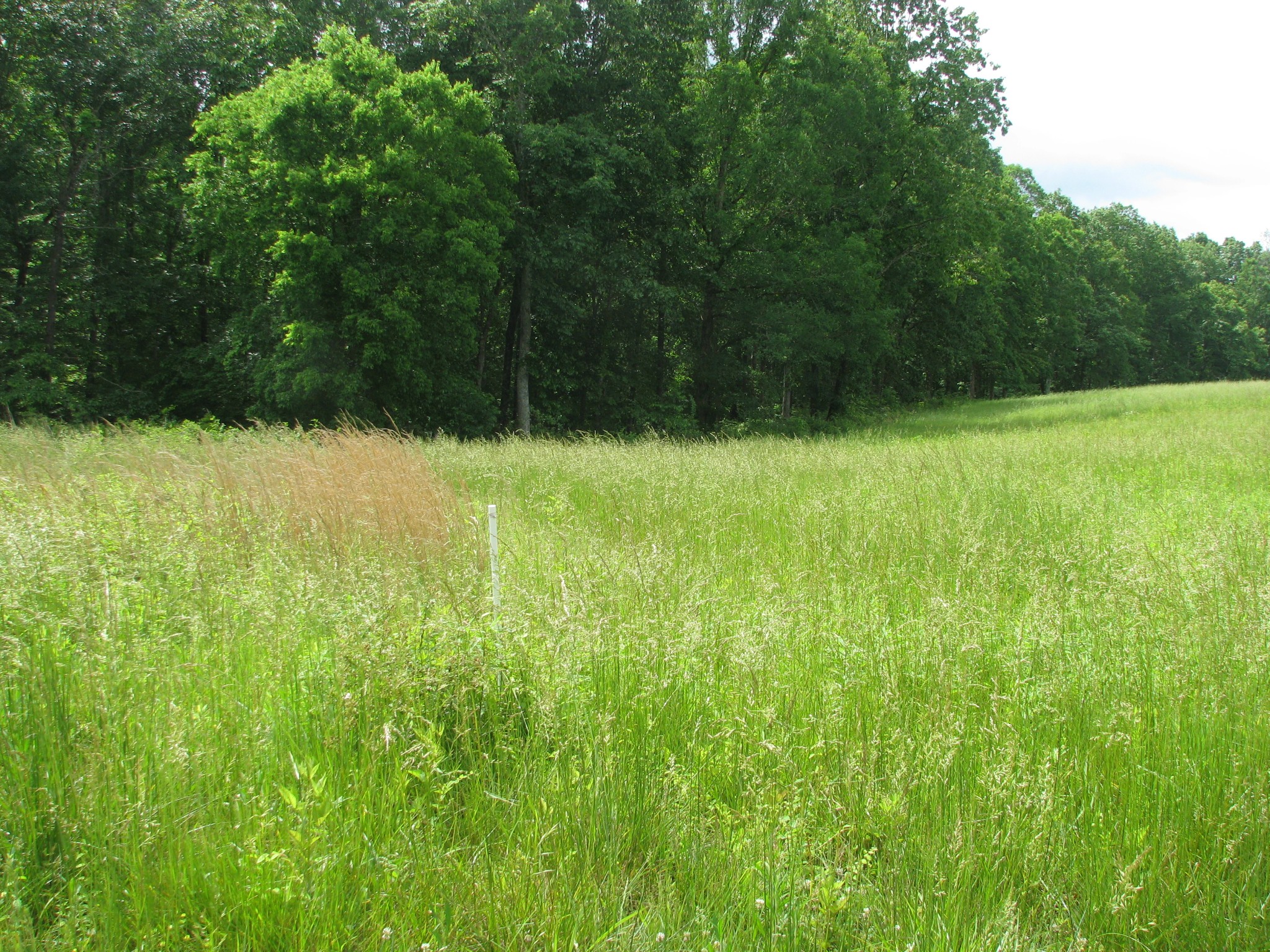 0 Barge Road Waverly, TN 37185 - Photo 2 of 11 a view of a yard