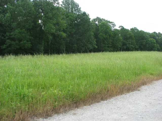 a view of a lush green forest