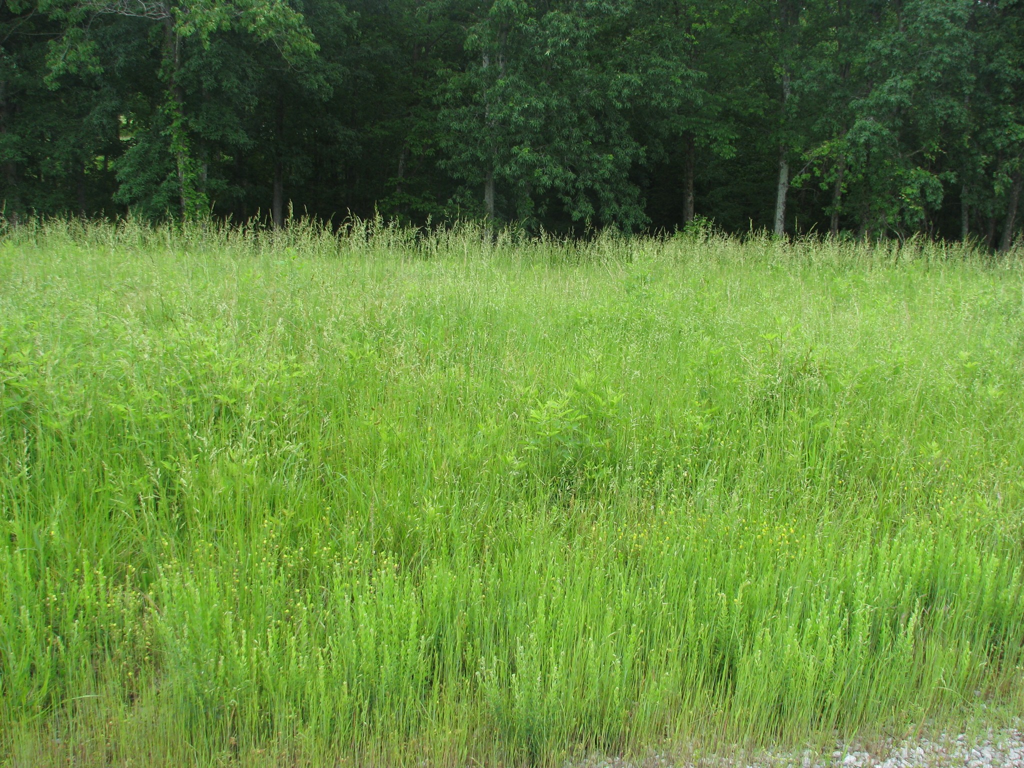 0 Barge Road Waverly, TN 37185 - Photo 5 of 11 a view of backyard with green space