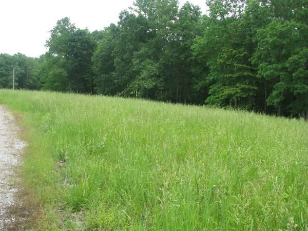 a view of a lush green space