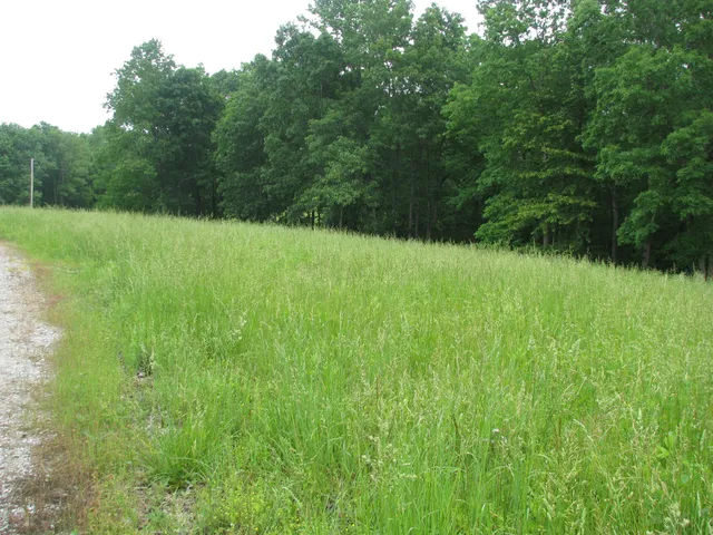 a view of a lush green space