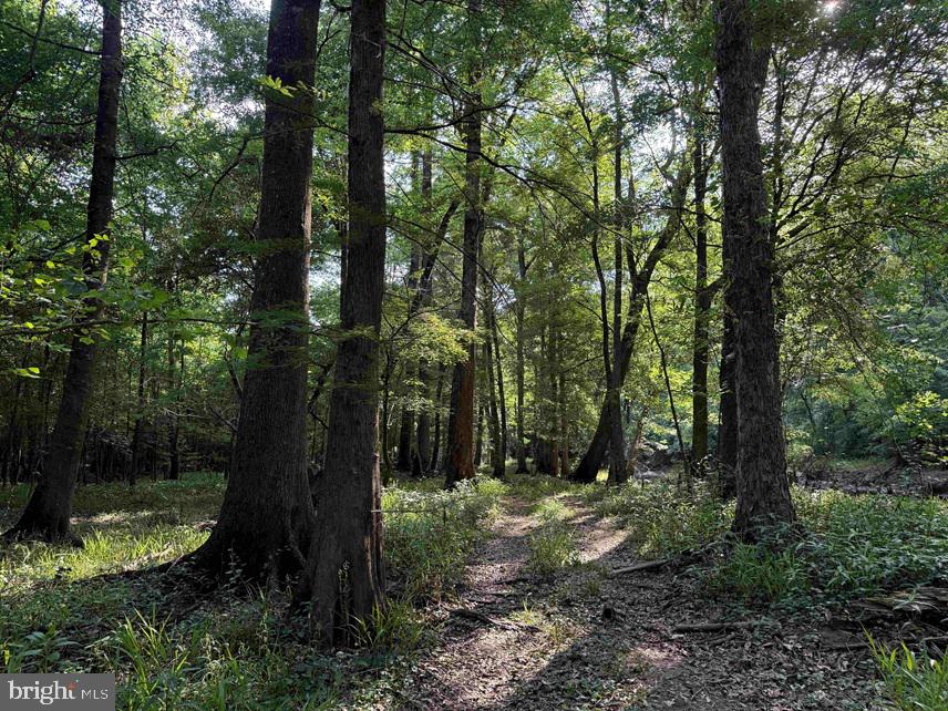 Sarecta Road Kenansville, NC 28349 - Photo 12 of 28