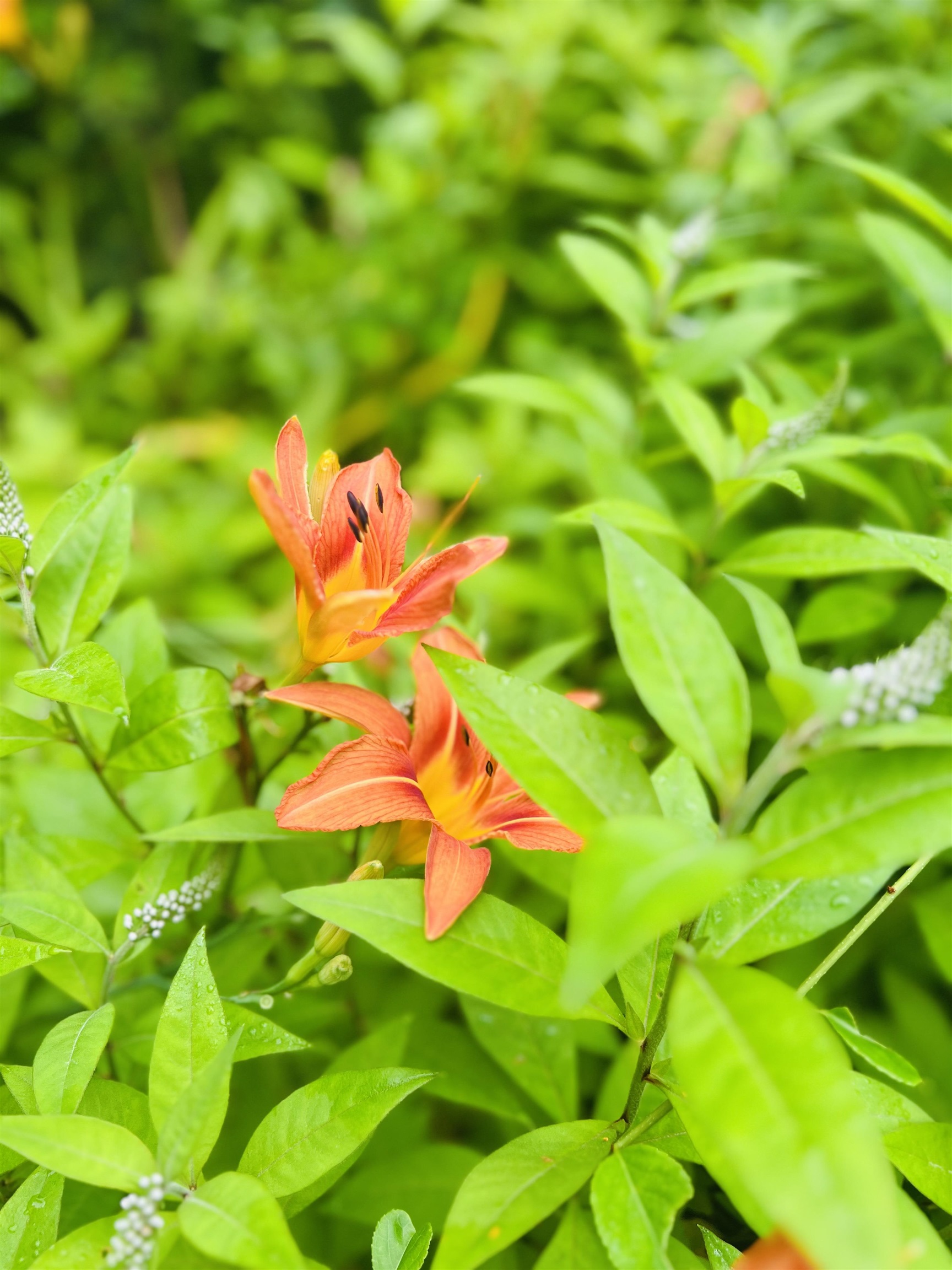 505 Oxbow Road Hinsdale, NH 03451 - Photo 11 of 20