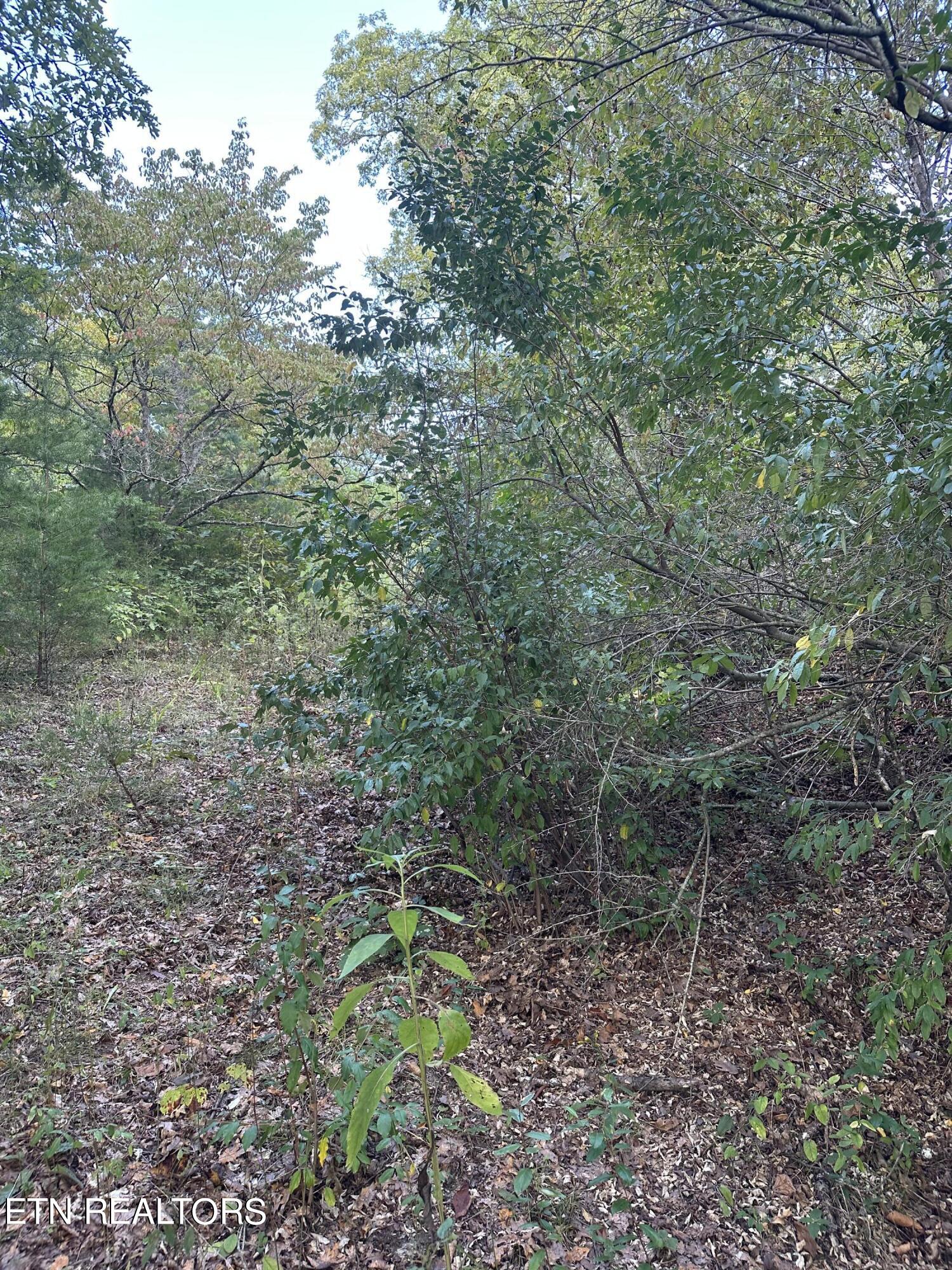 Satterfield Rd Road Maynardville, TN 37807 - Photo 7 of 7 IMG_7584