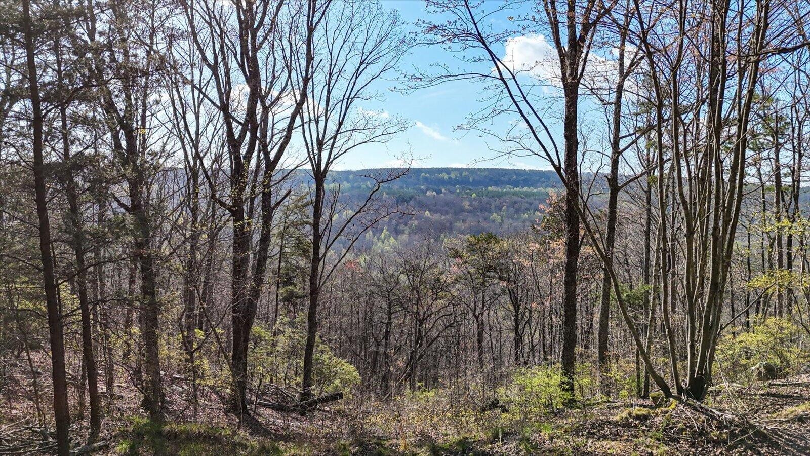 a view of a yard with trees