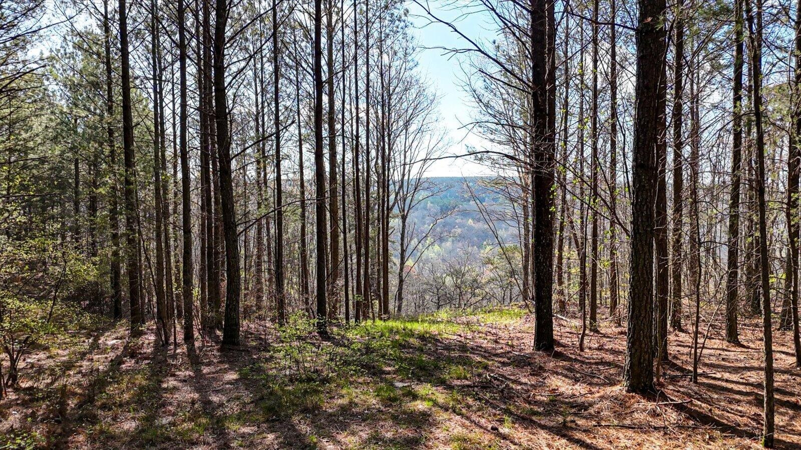 1350 Split Rail Way Whiteside, TN 37396 - Photo 2 of 19 a view of a backyard with plants and large trees