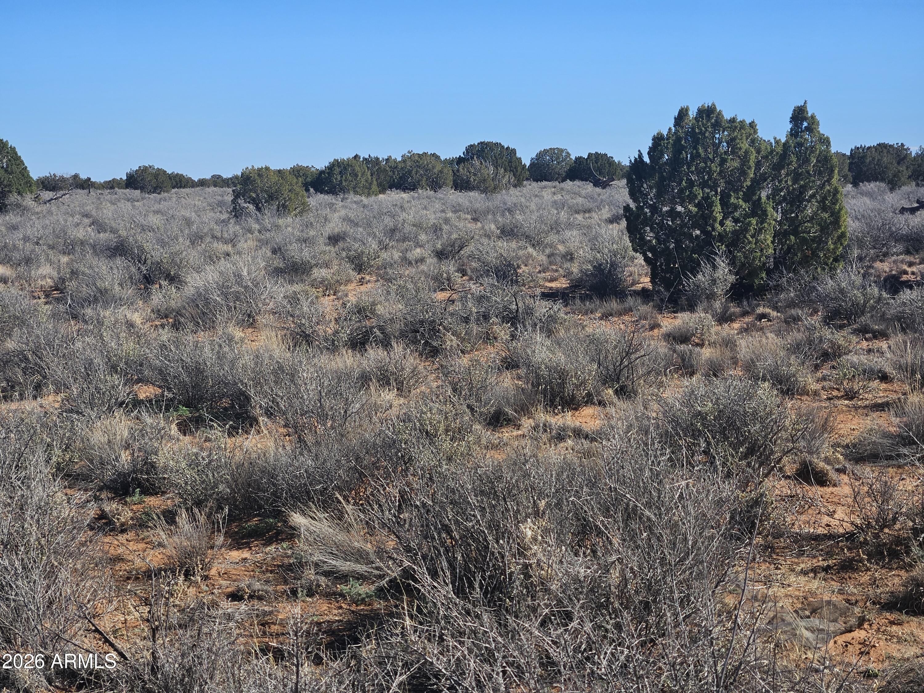 5371 Valley Road Snowflake, AZ 85937 - Photo 15 of 28 a view of a dry top of a forest