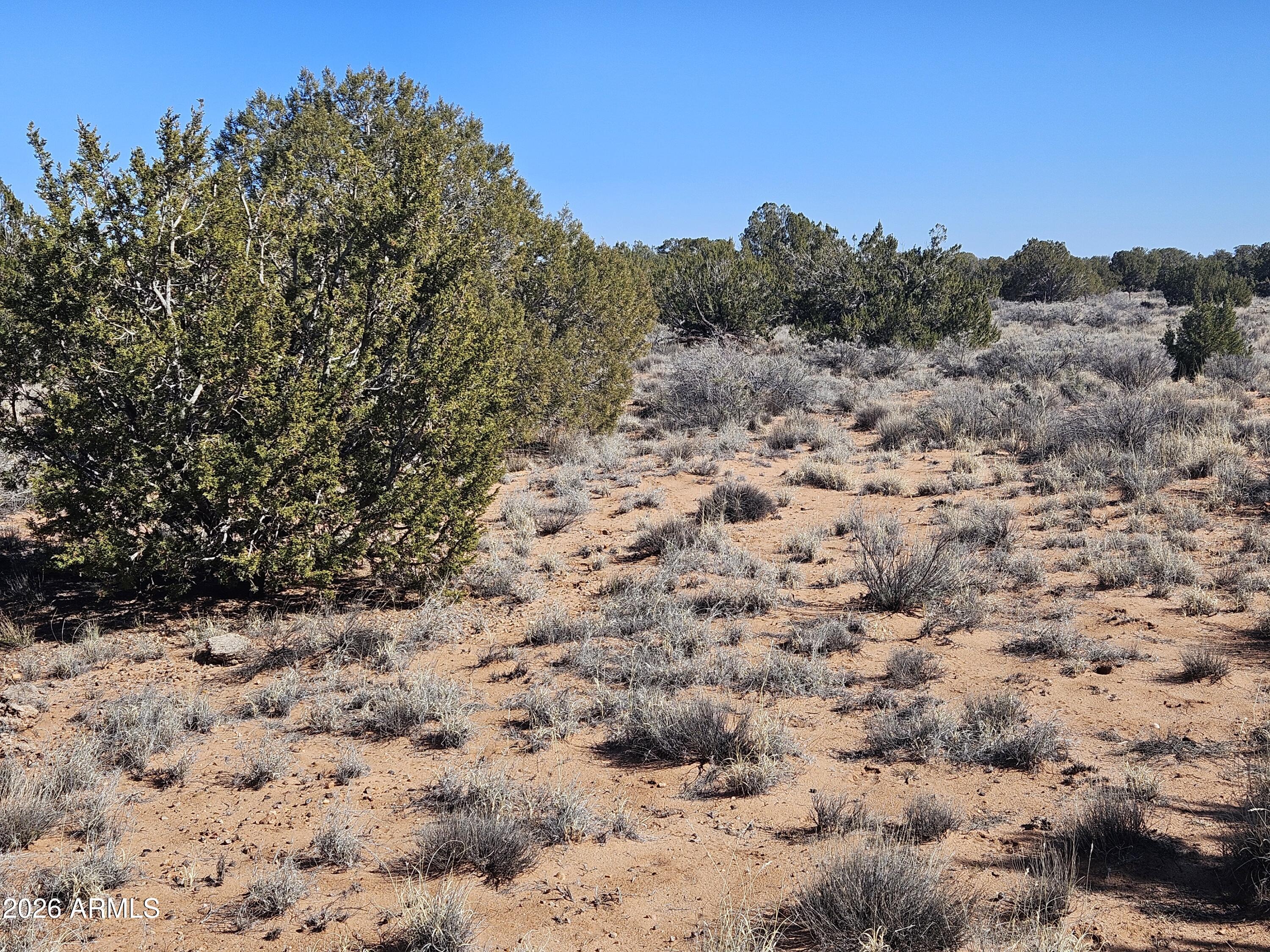5371 Valley Road Snowflake, AZ 85937 - Photo 25 of 28 a view of a dry yard with trees in the background