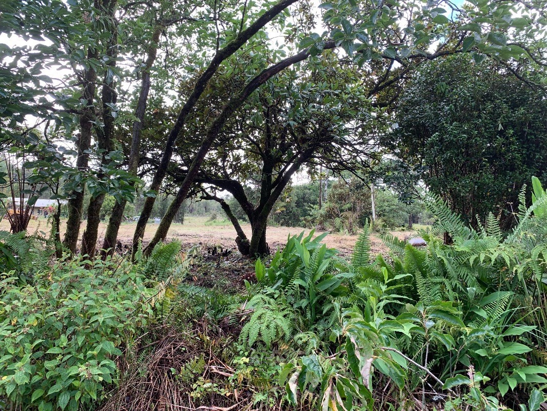 18-1751 Volcano Road Mountain View, HI 96771 - Photo 8 of 11 a view of a tree in a garden