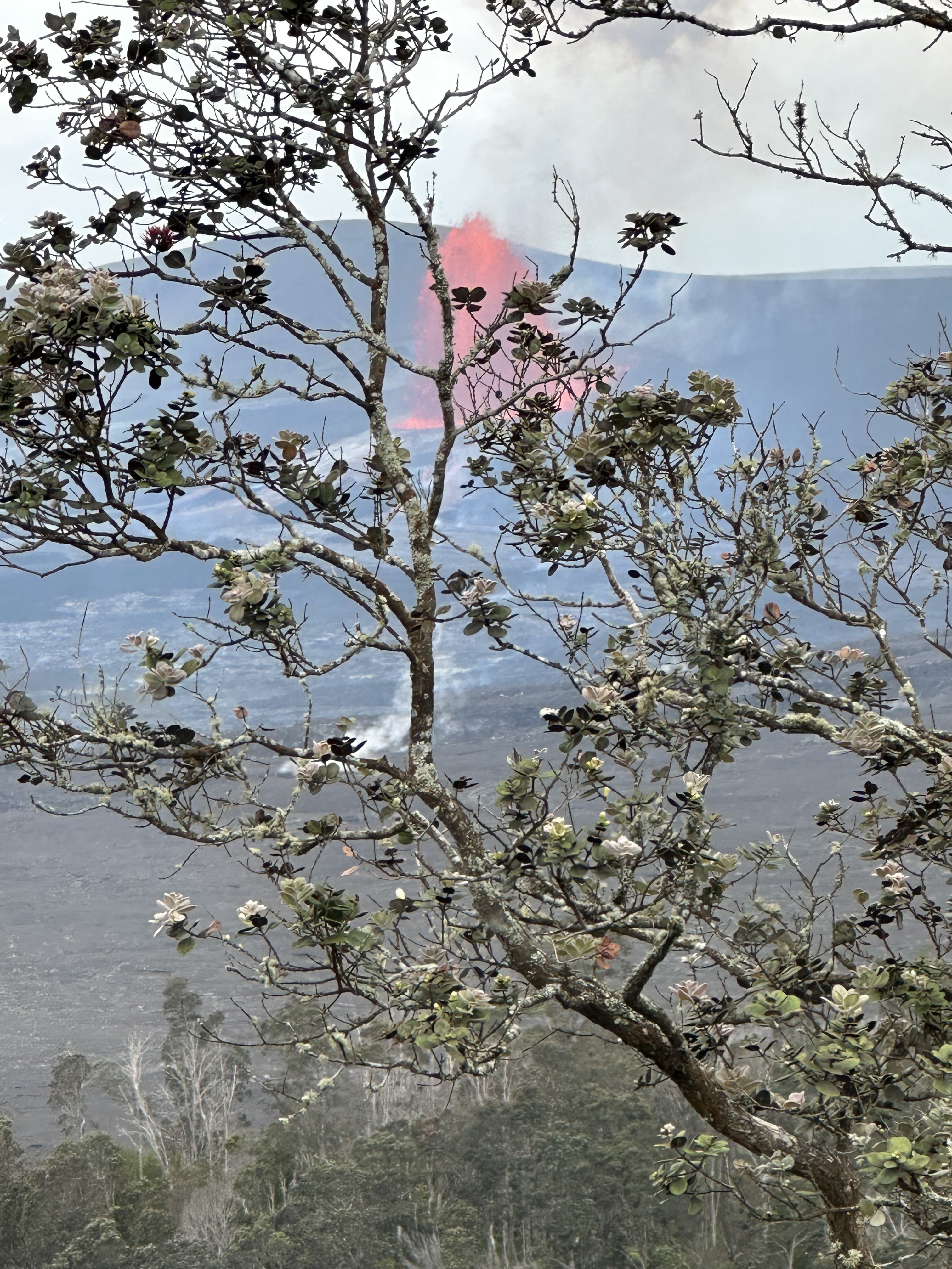 11-3335 Old Volcano Road Volcano, HI 96785 - Photo 22 of 22 Gallery Image 22