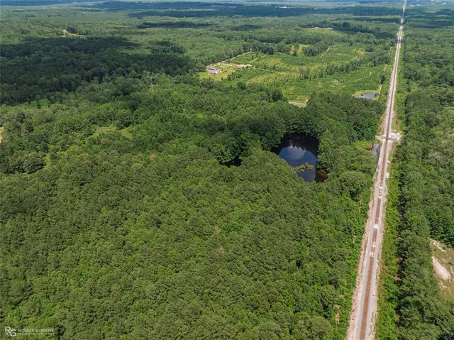 a view of a lush green forest