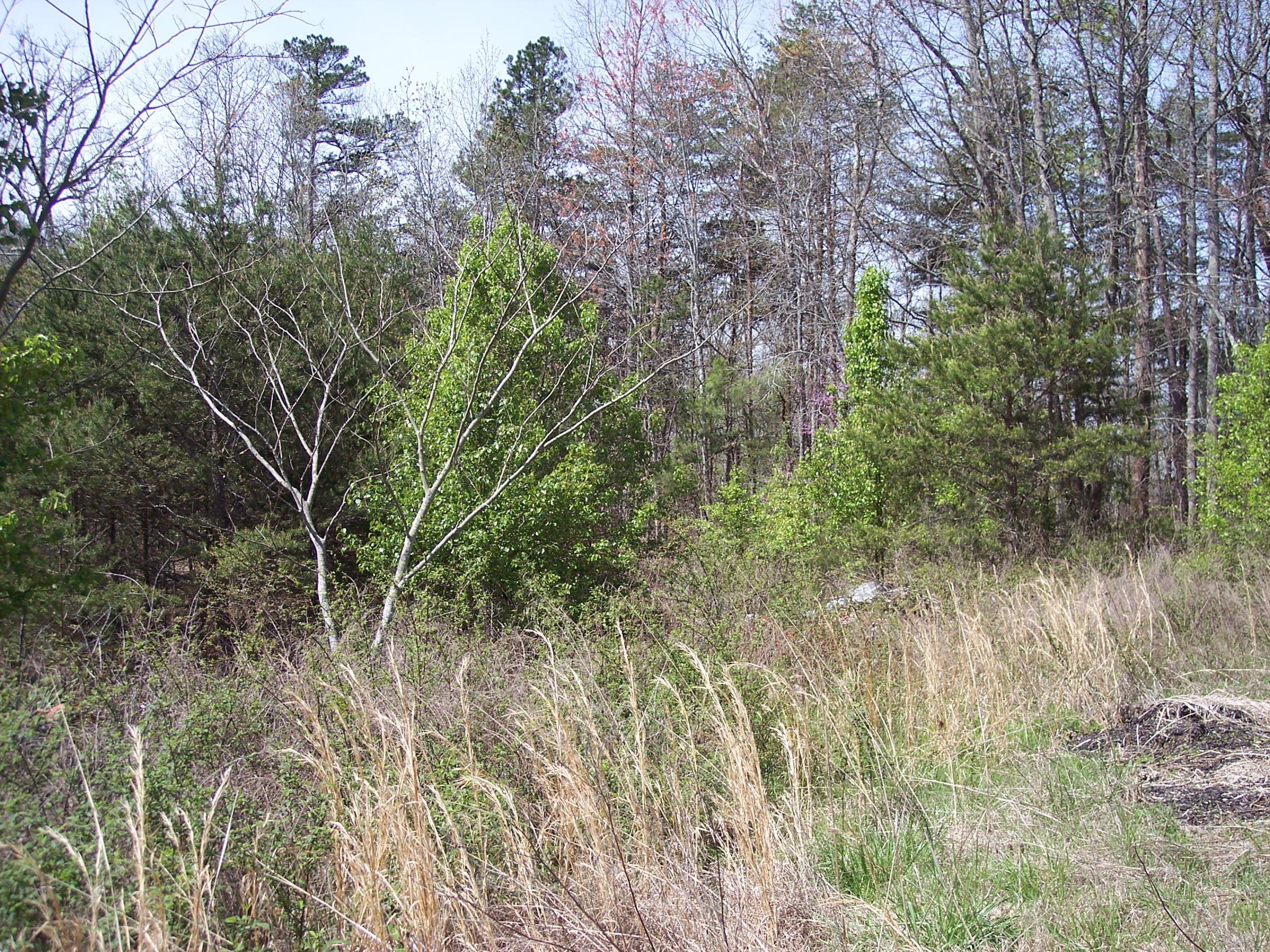 Mariners Point Kingston, TN 37763 - Photo 6 of 8 100_4429