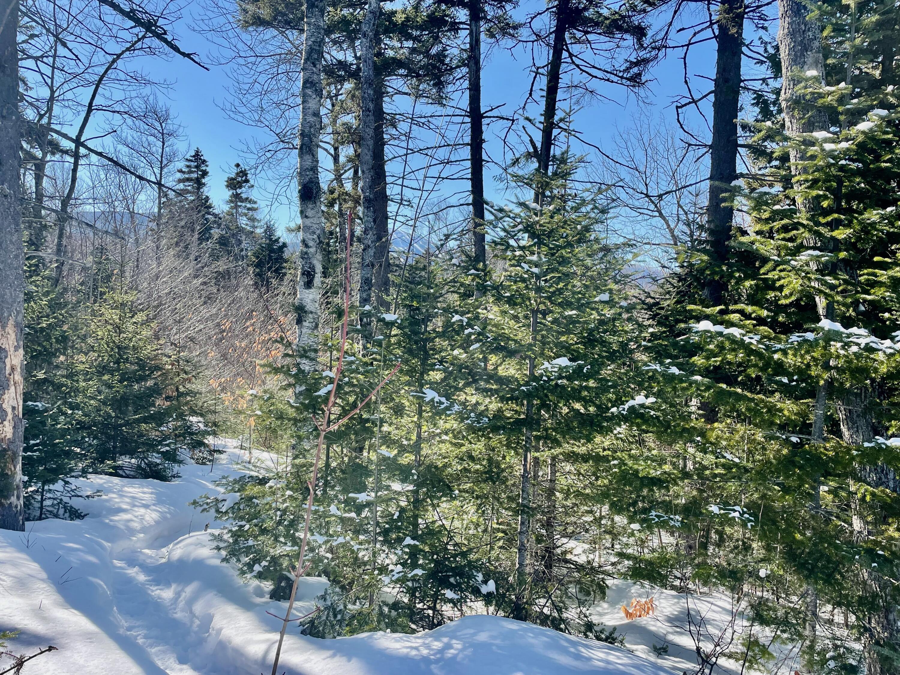2020-2022 Pond Road Carrabassett Valley, ME 04947 - Photo 16 of 17 IMG_4237 (1)