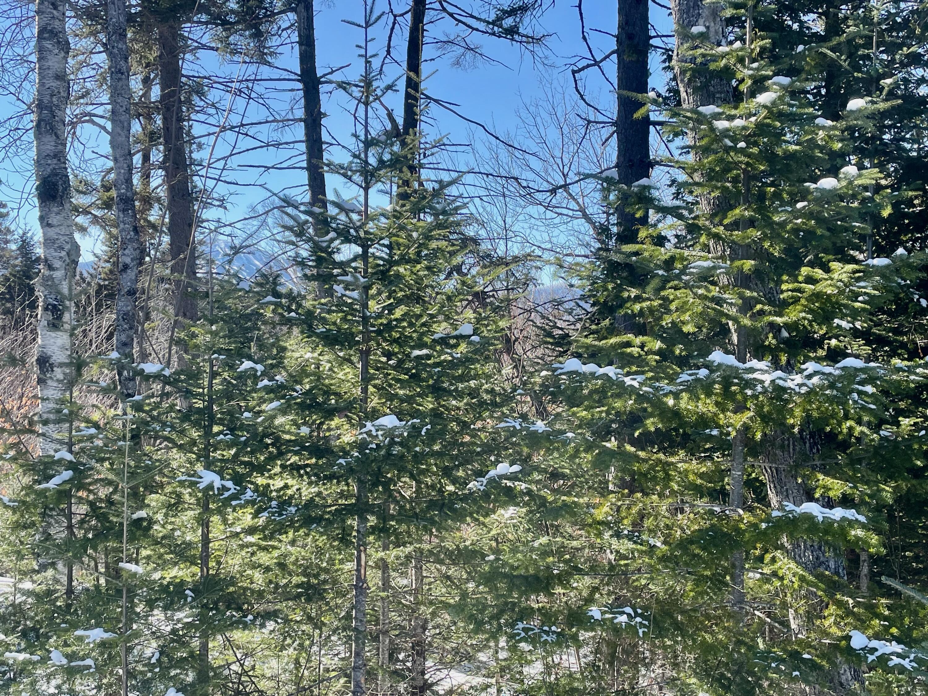 2020-2022 Pond Road Carrabassett Valley, ME 04947 - Photo 4 of 17 IMG_4217