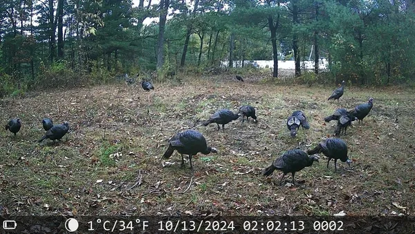 a view of a forest filled with trees