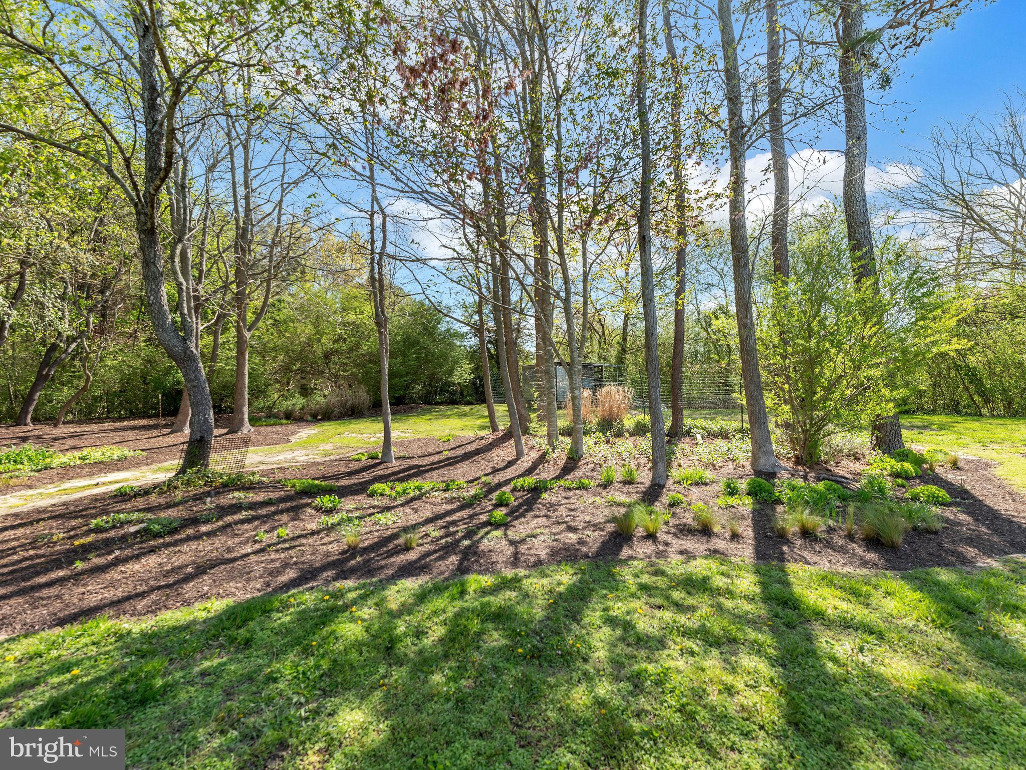 9811 Peerless Road Bishopville, MD 21813 - Photo 36 of 66 a view of a yard with a large tree