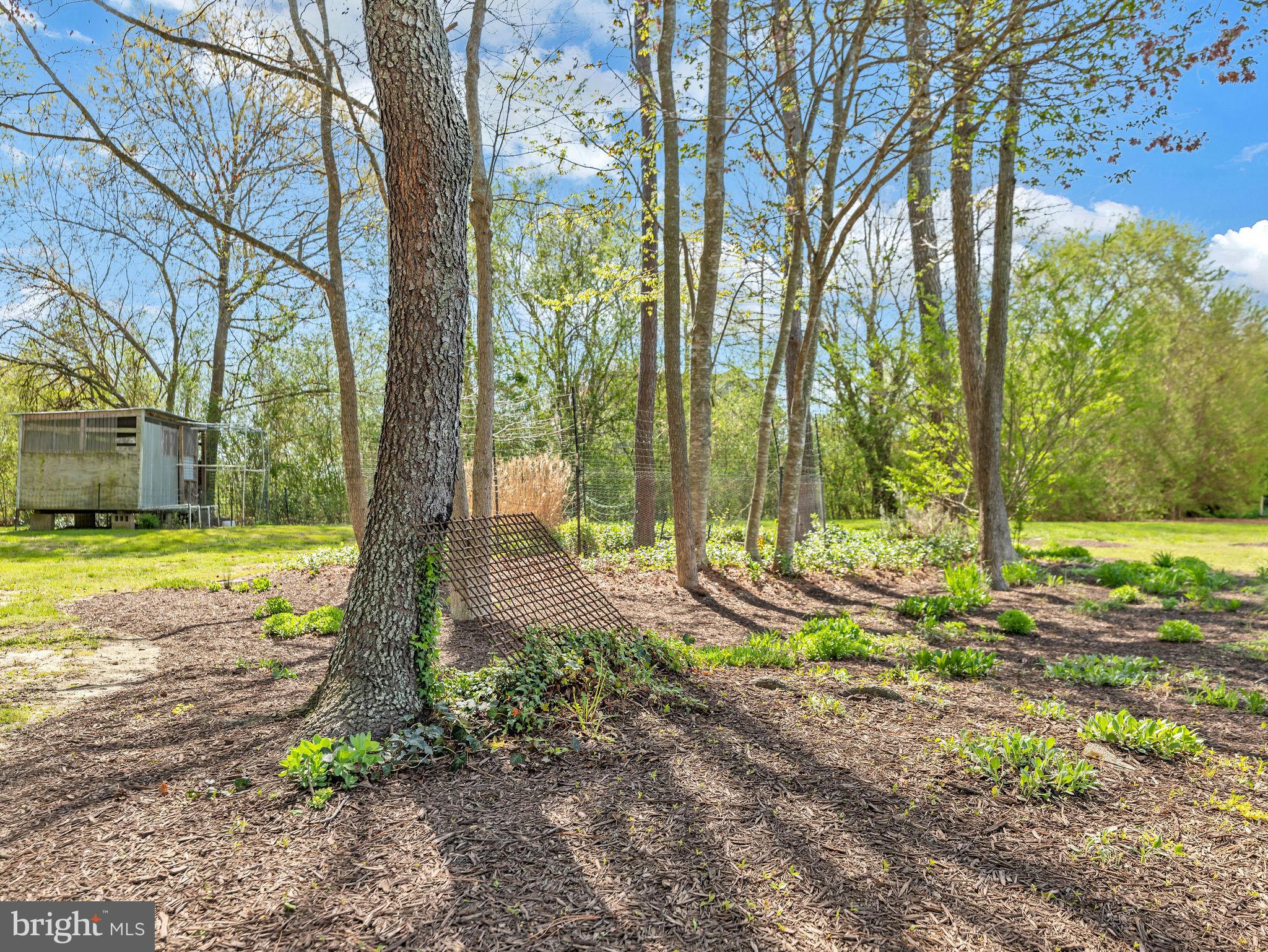 9811 Peerless Road Bishopville, MD 21813 - Photo 62 of 66 a view of a yard with plants and large trees