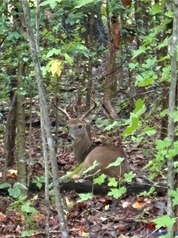 0 Cumberland Road Farmville, VA 23901 - Photo 3 of 10 View of undeveloped land