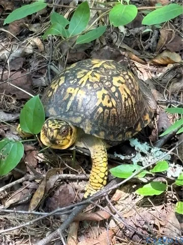 $139,950 | 0 Cumberland Road, Farmville, VA 23901