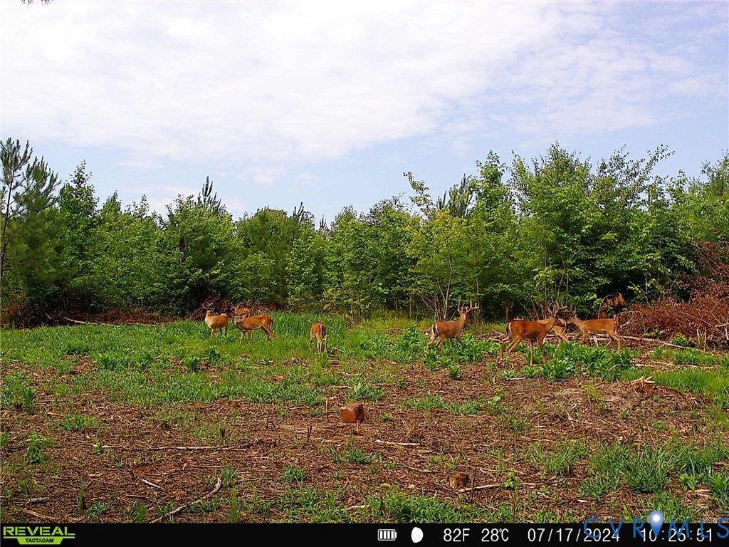 0 Cumberland Road Farmville, VA 23901 - Photo 9 of 10 View of nature