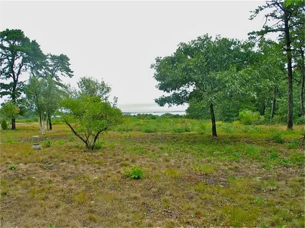 a view of a tree in a yard